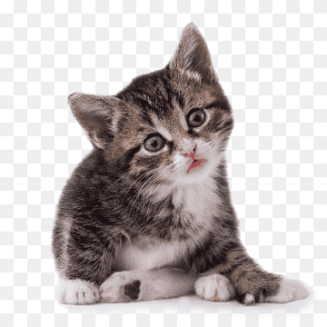 Png transparent cat kitten cats mammal animals cat like mammal thumbnail 1 2